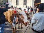 obiceiuri traditii plugusor anul nou parada (20)