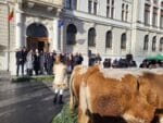 obiceiuri traditii plugusor anul nou parada (23)