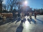 obiceiuri traditii plugusor anul nou parada (26)