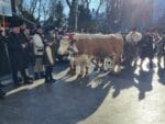 obiceiuri traditii plugusor anul nou parada (27)