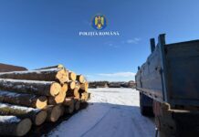 Peste 64 mc de material lemnos fără documente legale, confiscat în Marginea. Amenzi de 24.000 lei și dosar penal pentru o firmă din comună