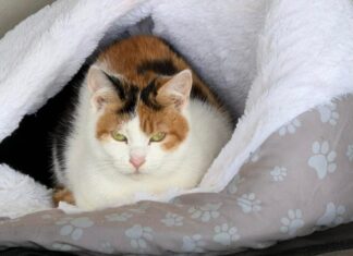 Pisică salvată de polițiști după ce a fost abandonată singură și înfometată într-un apartament din Suceava