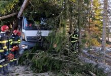 Arbore căzut peste o autoutilitară în localitatea Panaci – intervenție promptă a pompierilor din Vatra Dornei