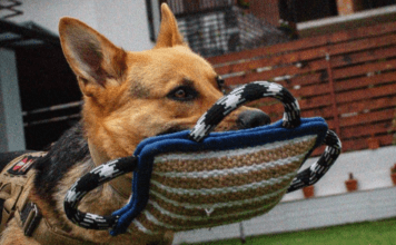 De la zgărzi de forță la hamuri ergonomice: gama completă de la K9România pentru câini activi