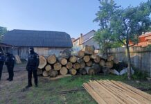 Un pădurar și administratorul unei firme, plasați sub control judiciar în urma unor percheziții într-un dosar privind tăieri ilegale de arbori în Stulpicani