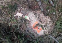 Control al Gărzii Forestiere în Poiana Stampei: 30 de arbori tăiați ilegal și utilizarea nelegală a ciocanului silvic circular