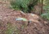 Tăieri ilegale masive în pădurea orașului Gura Humorului: Prejudiciu de peste 233.000 de lei descoperit de Garda Forestieră Suceava