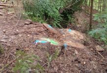 Tăieri ilegale masive în pădurea orașului Gura Humorului: Prejudiciu de peste 233.000 de lei descoperit de Garda Forestieră Suceava