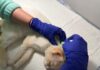 Campanie de sterilizare a pisicilor în comuna Râșca: Asociația MayaVet revine cu o nouă acțiune în septembrie