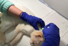 Campanie de sterilizare a pisicilor în comuna Râșca: Asociația MayaVet revine cu o nouă acțiune în septembrie