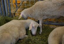 Patru focare de scrapie la oi sunt active în județul Suceava, iar alte două au fost lichidate în zonele Fălticeni și Mitoc