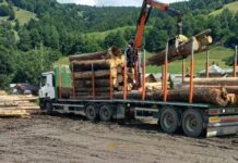Peste 260 de mc de materiale lemnoase fără proveniență legală, descoperite la Ostra. Dosar penal deschis de Poliție