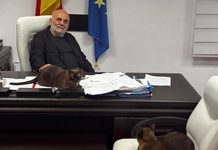 Rîmbu anunță sterilizare gratuită în masă a câinilor fără stăpân și „toleranță zero” la abandon : niciun sucevean nu trebuie să trăiască cu frica de a fi atacat pe stradă