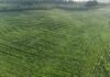 Garda Forestieră Suceava a finalizat un amplu program de împădurire: Peste 2.300 de hectare de păduri noi în cinci județe, prin PNRR.