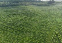 Garda Forestieră Suceava a finalizat un amplu program de împădurire: Peste 2.300 de hectare de păduri noi în cinci județe, prin PNRR.