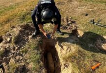 ISU Suceava a asanat un proiectil exploziv din Primul Război Mondial descoperit de un detectorist la Arbore