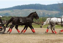 Festival ecvestru la Capu Câmpului. „Caii Acasă în Bucovina”, pe 3 și 4 octombrie, cu atelaje de campioni, dresaj de înaltă școală și Taraf de Caliu