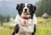Câinii Salvamont salvează vieți pe munte cu sprijinul Royal Canin într-un parteneriat consolidat