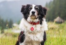 Câinii Salvamont salvează vieți pe munte cu sprijinul Royal Canin într-un parteneriat consolidat