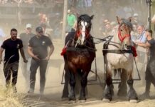 Bucovina, pe podium în Slovacia: două medalii la o competiție europeană de tracțiune cabalină