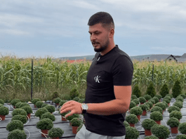 Cultivatorul de crizanteme din Volovăț: „Meseria asta e ca un drog. Odată ce ai intrat, nu mai poți ieși”