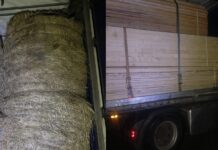 Cherestea fără aviz, ascunsă după baloți de fân într-un camion depistat pe DN 17. Poliția a confiscat aproape 54 de metri cubi