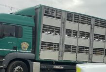 Firma care deținea purceii opriți la Dărmănești spune că erau 73 de animale, cu acte, nu o vânzare ilegală