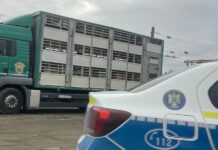 Transport de purcei oprit la Dărmănești: DSVSA verifică neconcordanțele dintre acte și animale