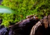 Expoziția educativă de fluturi vii și broscuțe tropicale ajunge în acest weekend la Iulius Mall Suceava