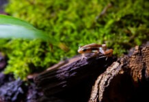 Expoziția educativă de fluturi vii și broscuțe tropicale ajunge în acest weekend la Iulius Mall Suceava