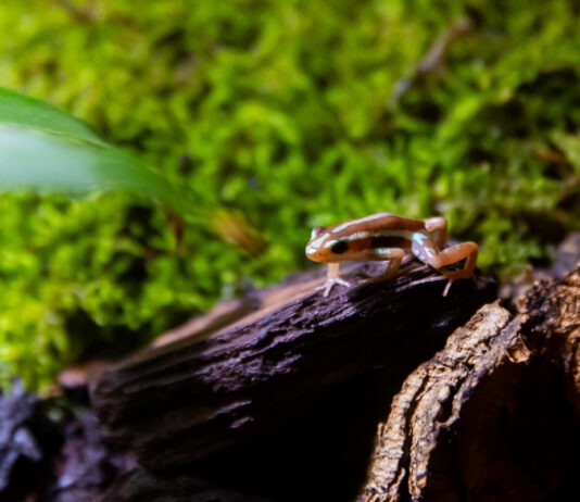 Expoziția educativă de fluturi vii și broscuțe tropicale ajunge în acest weekend la Iulius Mall Suceava