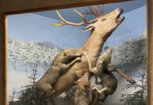 Muzeul de Științe ale Naturii și Cinegetică din Vatra Dornei, o invitație la descoperirea biodiversității Carpaților