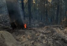 Prefectul Sucevei face apel la responsabilitate după incendiul din fondul forestier de la Marginea